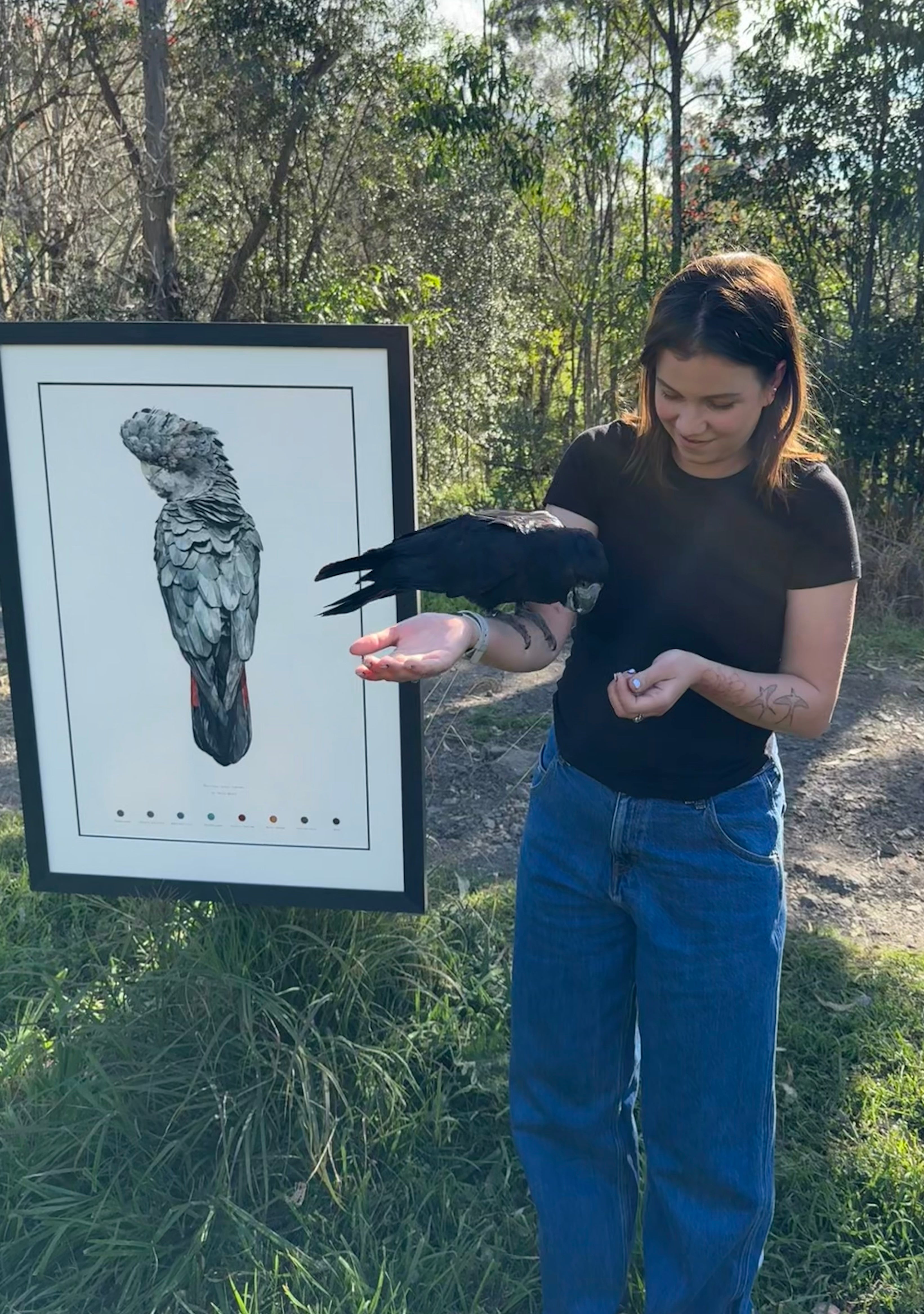 "Red-tailed black cockatoo (male)” - original painting