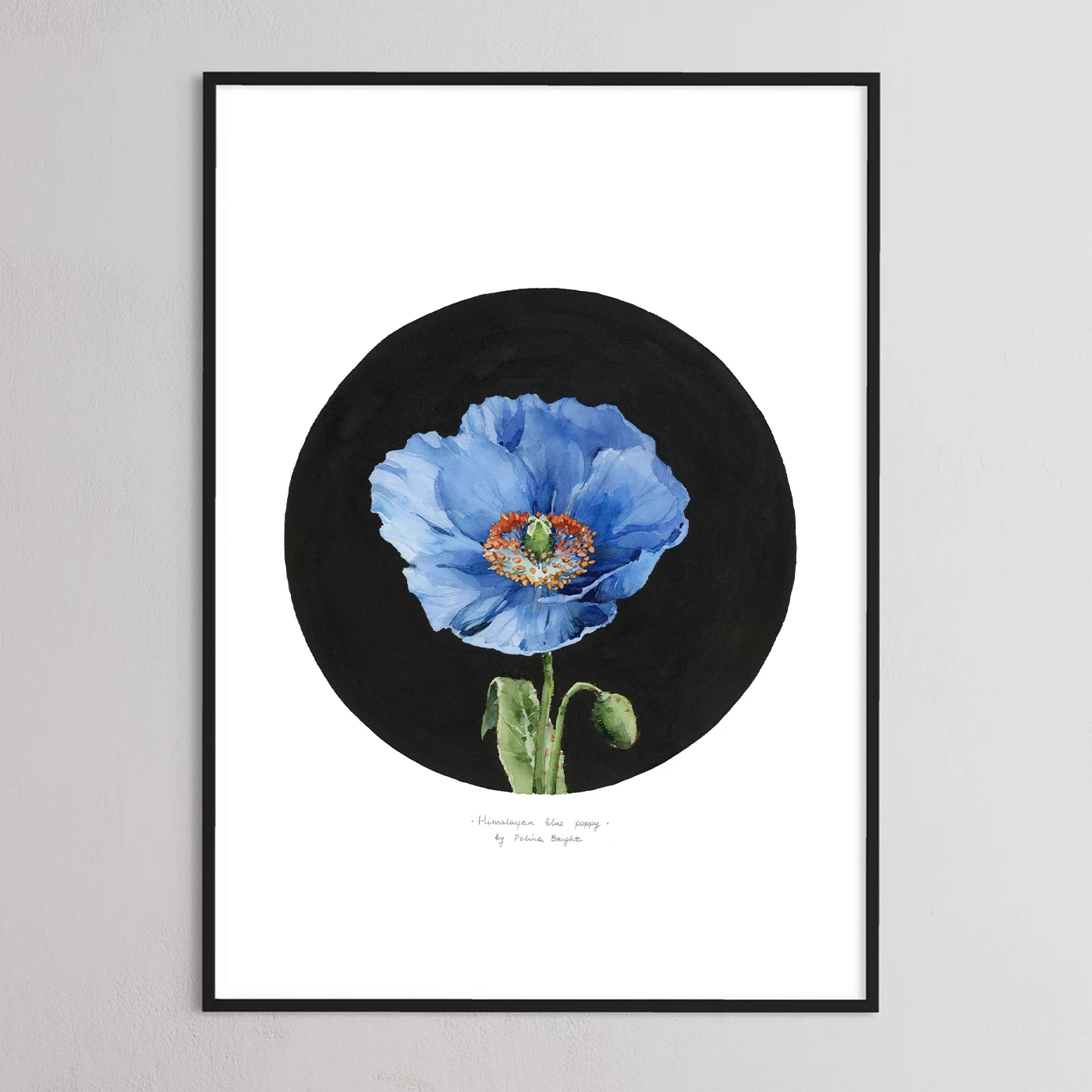 Himalayan Blue Poppy - Print